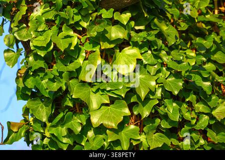 Tree trunk covered with dense Hedera helix foliage in bright natural light, highlighting the glossy green leaves, climbing growth pattern and the laye Stock Photo