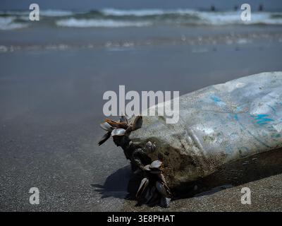 Ocean's Unwanted Guest: A weathered plastic bottle lies stranded on the sandy shore Stock Photo