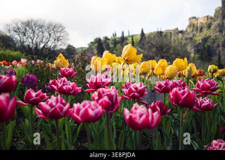 Vibrant pink double-layer tulips and yellow tulips blooming in a spring garden with soft bokeh Stock Photo