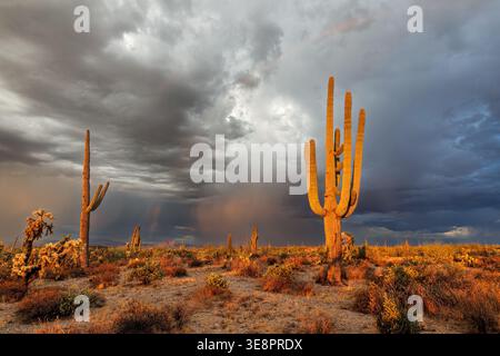 Sunset in the Sonoran Desert near Phoenix, Arizona Stock Photo - Alamy