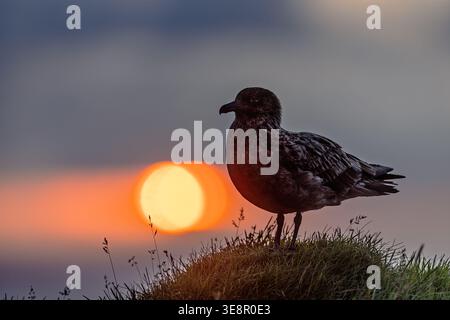 A Great Skua, Stercorarius skua, stands on a grassy ridge in silhouette against a glowing sunset. Stock Photo