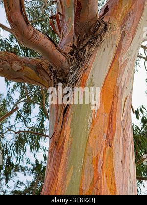 Colorful bark of Eucalyptus tree found on the beach of Monterey Bay Stock Photo