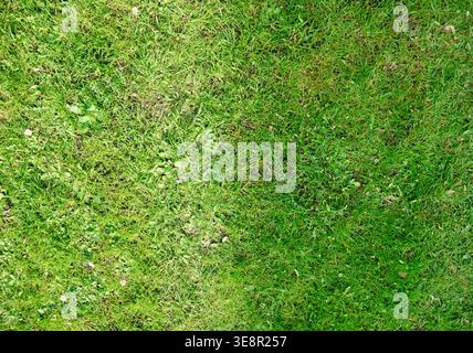 Top view of natural green grass lawn texture with Stock Photo