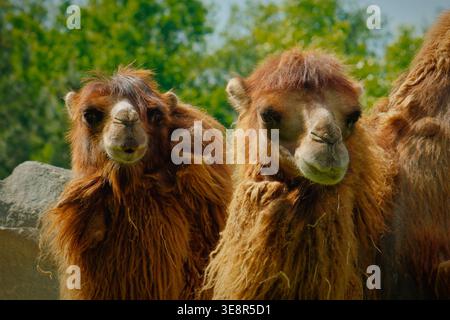 Camels In Sunlight. Pair Of Inquisitive Bactrian Camels In Sunny Enclosure Surrounded By Lush Plant Life Stock Photo