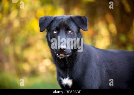 A young black and white Retriever mixed breed dog with heterochromia, one blue eye and one brown eye Stock Photo