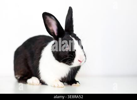 A black and white Dutch breed rabbit on a white background Stock Photo