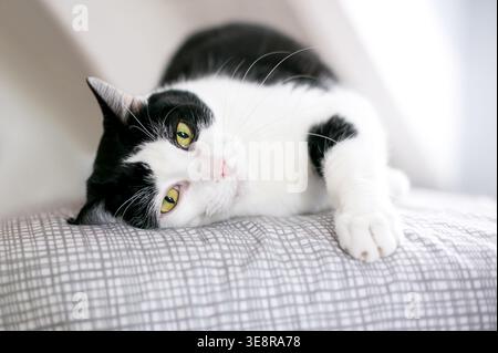 A black and white shorthair cat lying down on its side on a bed Stock Photo