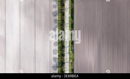 Aerial view of a straight, tree-lined path cutting through fields of varying textures under the warm sunlight, Lambertschaag, North Holland, Netherlan Stock Photo