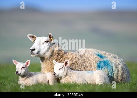 Texel ewe sat in a field with her pair of twin lambs in spring. Yorkshire Dales, UK. Stock Photo