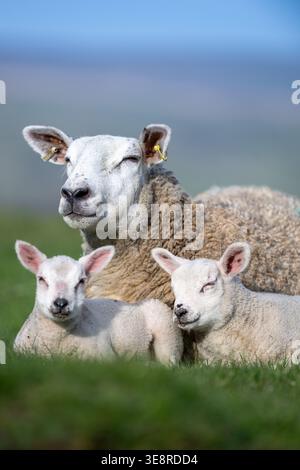 Texel ewe sat in a field with her pair of twin lambs in spring. Yorkshire Dales, UK. Stock Photo