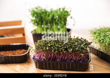 Fresh microgreens in containers on wooden table indoors, closeup Stock Photo