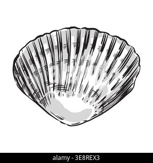 Hand-drawn vector illustration of a scallop shell. Marine sketch of a scallop shell. Suitable for nautical-themed designs, summer vacations, and Stock Vector