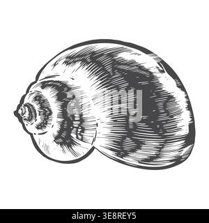 Hand-drawn seashell illustration. Sketch of a gray conical mollusk shell for nautical-themed designs, tableware, fabric, and paper Stock Vector