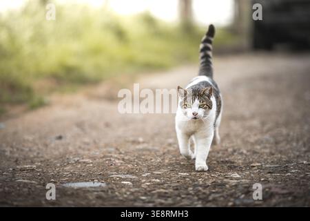 A curious tabby cat with striking green eyes walks towards the camera on a gravel path during daylight hours, very charming. Stock Photo