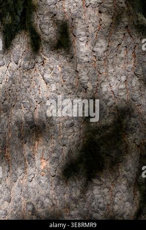 Mature Douglas Fir Bark Texture with Sunlight and Shadow Stock Photo