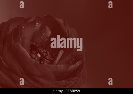 Digitally enhanced ranunculus with warm red gradient overlay, creating an artistic, abstract floral composition with a soft and modern visual appeal. Stock Photo