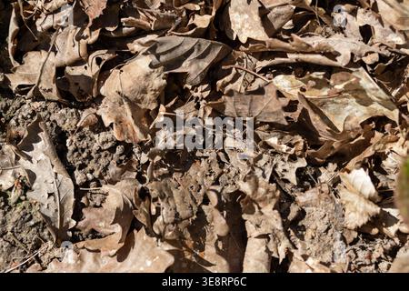 Texture of dry brown leaves on the ground in early spring or autumn. Natural organic background for rustic and earthy design themes. Stock Photo
