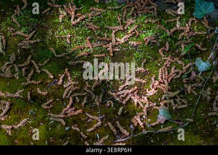 Dappled sunlight on mossy ground with fallen tree seeds. Atmospheric forest floor background for mystic outlands and nature design. Stock Photo