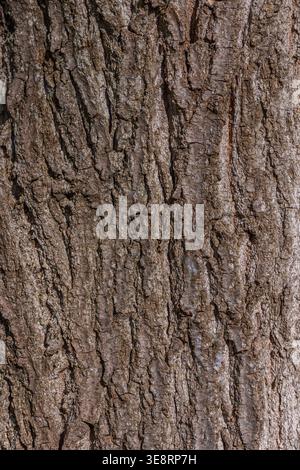 Rough Bark Texture Similar to Oak or Eastern White Pine Tree Stock Photo