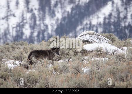Black Wolf in Winter Yellowstone Stock Photo