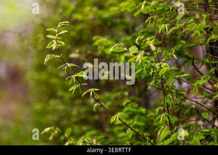 Fresh Green Leaves on Spring Branches. Close-up of young green leaves growing on thin branches in soft natural light, showing fresh spring growth with Stock Photo