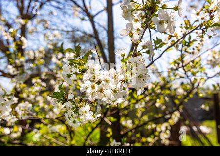 White Spring Blossoms on Tree Branch. Close-up of white tree blossoms in warm sunlight, with green leaves and a soft blurred background showing fresh Stock Photo