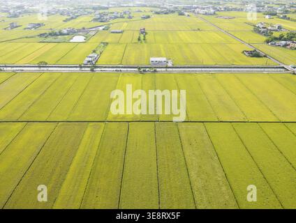 Heart Rice Paddy Vibrant green rice fields stretching across the valley with a small ...