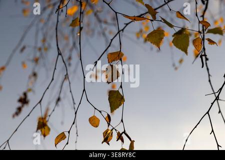 foliage on birch trees against the blue sky, during the fall of leaves in the autumn , the foliage on the branches of birch trees in sunny weather, au Stock Photo