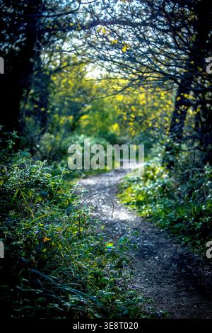 Woodland path tunnel, yellow wildflowers Stock Photo