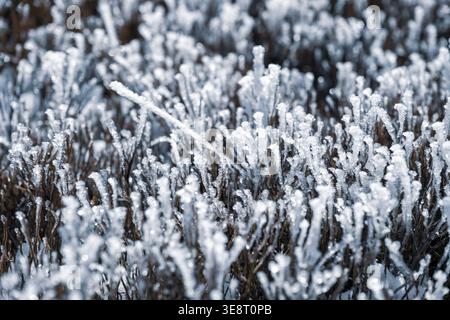 Frostbitten bushes are present in a cold outdoor location. Ice crystals form on their branches. The scene shows the harsh effects of winter weather on plant life during the day. Stock Photo