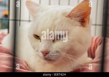 White cat on pink blanket in clear plastic cage at pet shelter, natural lighting, minimalistic background Stock Photo