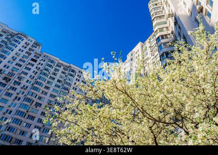 White blossoms of a spring tree in a city courtyard against the background of high-rise apartment buildings and a clear blue sky on a sunny day Stock Photo