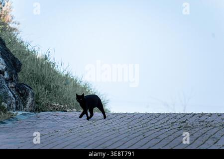 Black cat with piercing eyes walking on a textured brick path next to a grassy hill under a bright sky Stock Photo