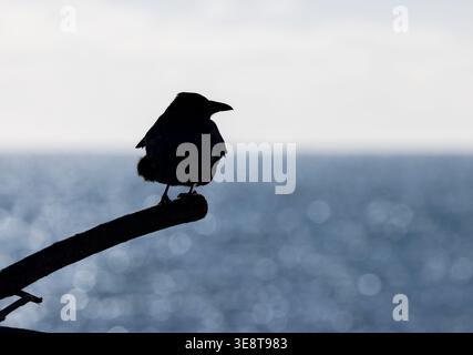 Carrion Crow [ Corvus corone ] perched on a stick in silhouette with the sea in the background. Lyme Regis, Dorset, UK Stock Photo