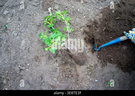 Hands planting young shrub in soil, home gardener kneeling with blue hoe and floral gloves prepping root ball Stock Photo