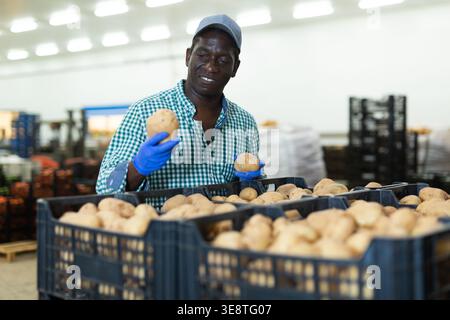 African american farmer inspects potatoes Stock Photo