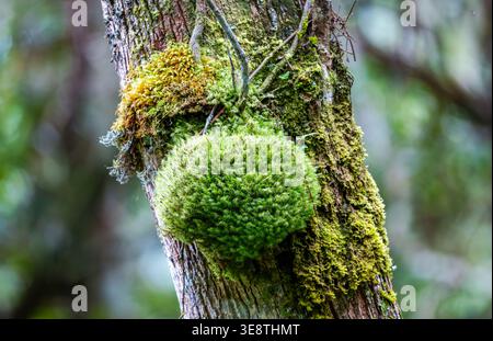 A clump vibrant green moss growing on a tree trunk in tropical forest. Mindanao, Philippines. Stock Photo