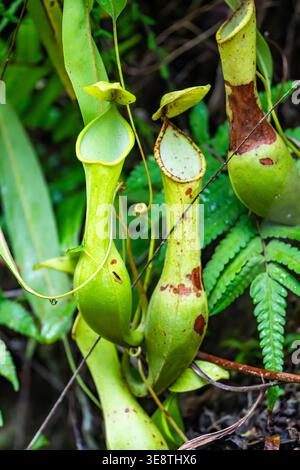 Old Raja Pitcher Pitcher Plant (Nepenthes sp) pitchers, Raja Ampat, West Papua ...
