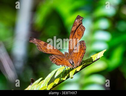 A Brown Pansy butterfly (Junonia hedonia) perched on a green leaf. Mindanao, Philippines. Stock Photo