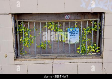 Rusty metal grille with artificial ivy and “Save Western Harbour Ponds” poster on a wall in Leith, Edinburgh, Scotland, UK Stock Photo