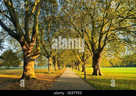 A tree-lined path of mature London plane trees (Platanus hispanica) bathed in autumn sunshine, Jesus Green, Cambridge, England, UK.  Avenue of trees Stock Photo