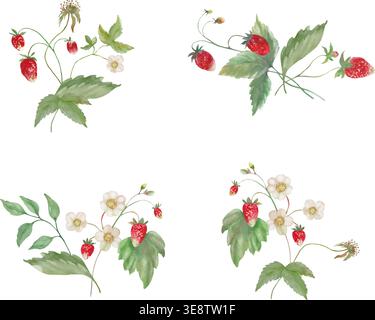 Watercolor wild strawberry elements set, hand drawn botanical collection of red berries, flowers,  green leaves. Vector illustration isolated on white. Stock Vector