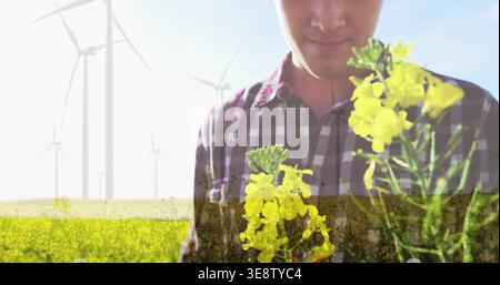 Man in plaid shirt holding and inspecting yellow flowering stalks in field near wind turbines Stock Photo