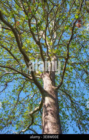 View up along the powerful trunk of London plane (Platanus acerifolia) to the crown with young leaves in spring. Sochi Arboretum. Sochi. Stock Photo