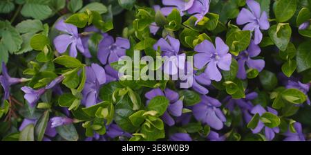 Close up overhead view of periwinkle plant with vibrant purple flowers and glossy green leaves detailed botanical texture lush ground cover Stock Photo