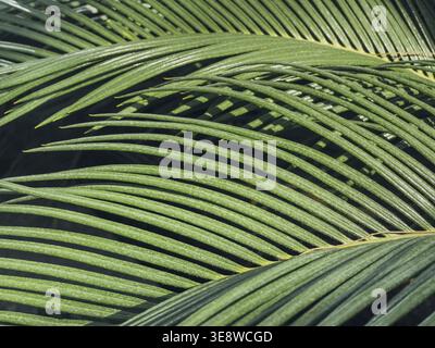 Close-up of lush green palm leaves in a botanical garden. The leaves display intricate patterns and textures, creating a vibrant natural scene Stock Photo