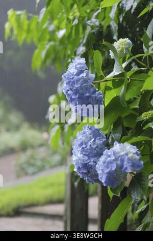 Blue hydrangea flowers and bushes with old tree blooming in the rain in mountains in Japan, Kobe Stock Photo