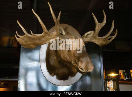 Stuffed moose head trophy mounted on wall in restaurant Stock Photo