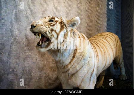 Stuffed Siberian tiger (taxidermy) Stock Photo