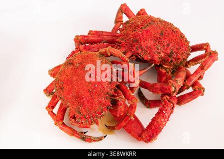 Fresh Galician spider crab isolated on white background, top view. Traditional Spanish seafood delicacy from Galicia, northwest Spain Stock Photo